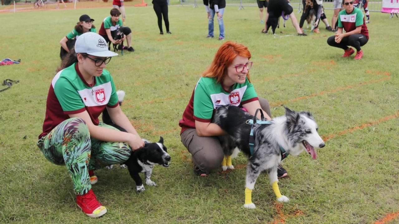 Tczew - Zawody Flyball, czyli wyścig psich sztafet