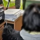Tczew - 30-latka odpowie za przywłaszczenie telefonu