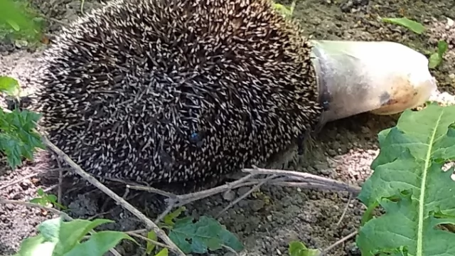Tczew - Ktoś udusił jeża w Parku Miejskim?