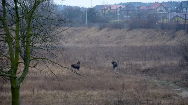 Tczew - Obława na łosie na terenie dawnych koszar