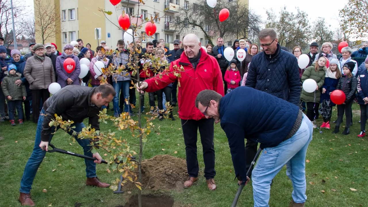 Tczew - Dąb na stulecie niepodległości