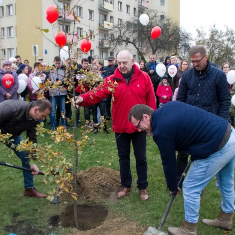Tczew - Dąb na stulecie niepodległości