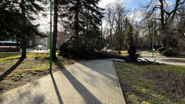 Tczew - Powalone drzewa, wypadek, poderwane pokrycia dachów - trwa usuwanie skutków wichury