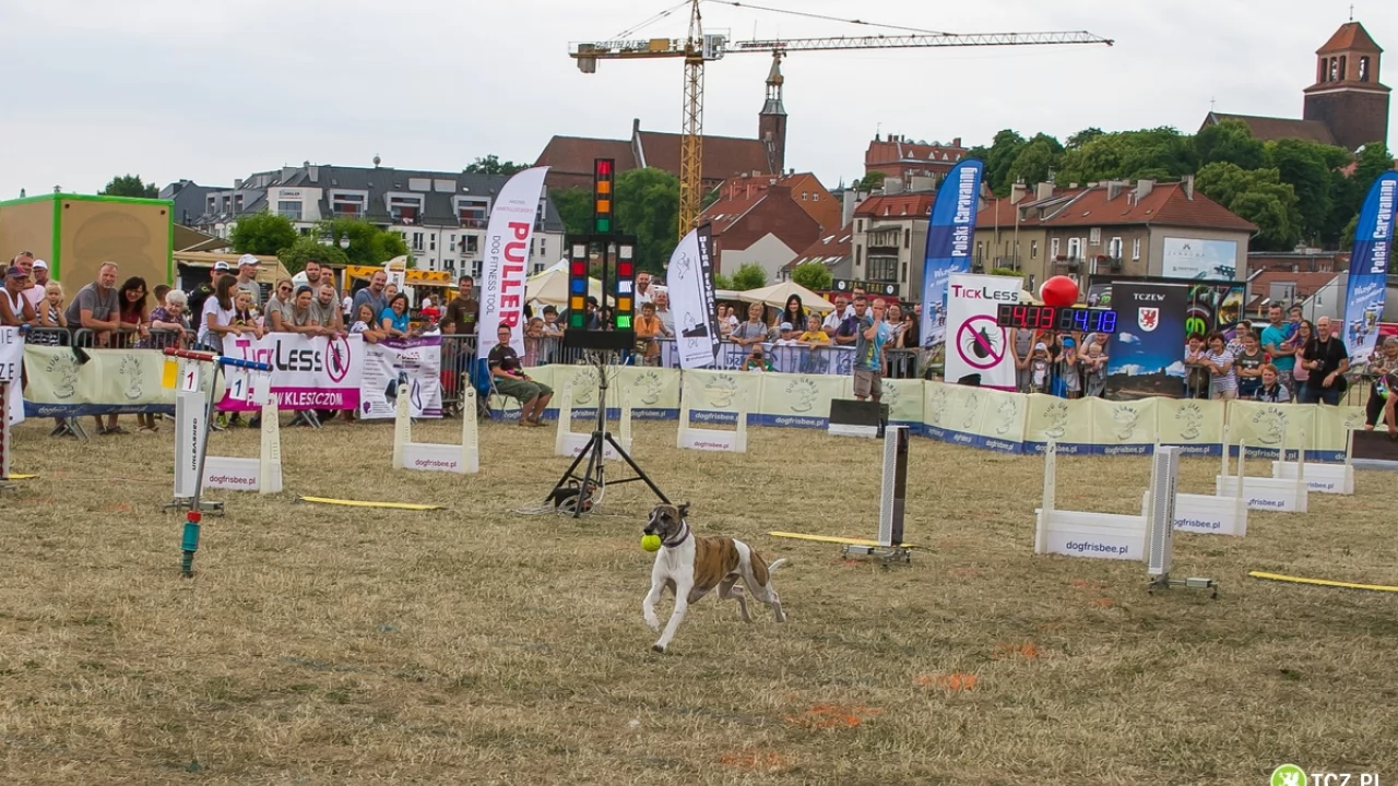 Tczew - Foodtrucki i Flyball nad Wisłą