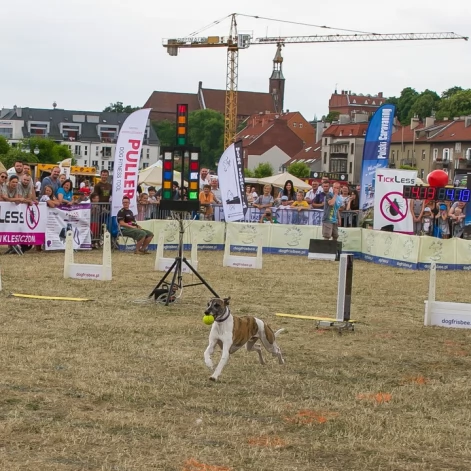 Tczew - Foodtrucki i Flyball nad Wisłą