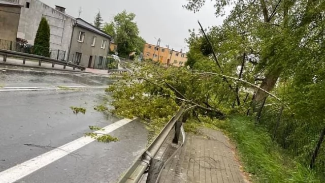 Tczew - Po burzy strażacy usuwali wiatrołomy