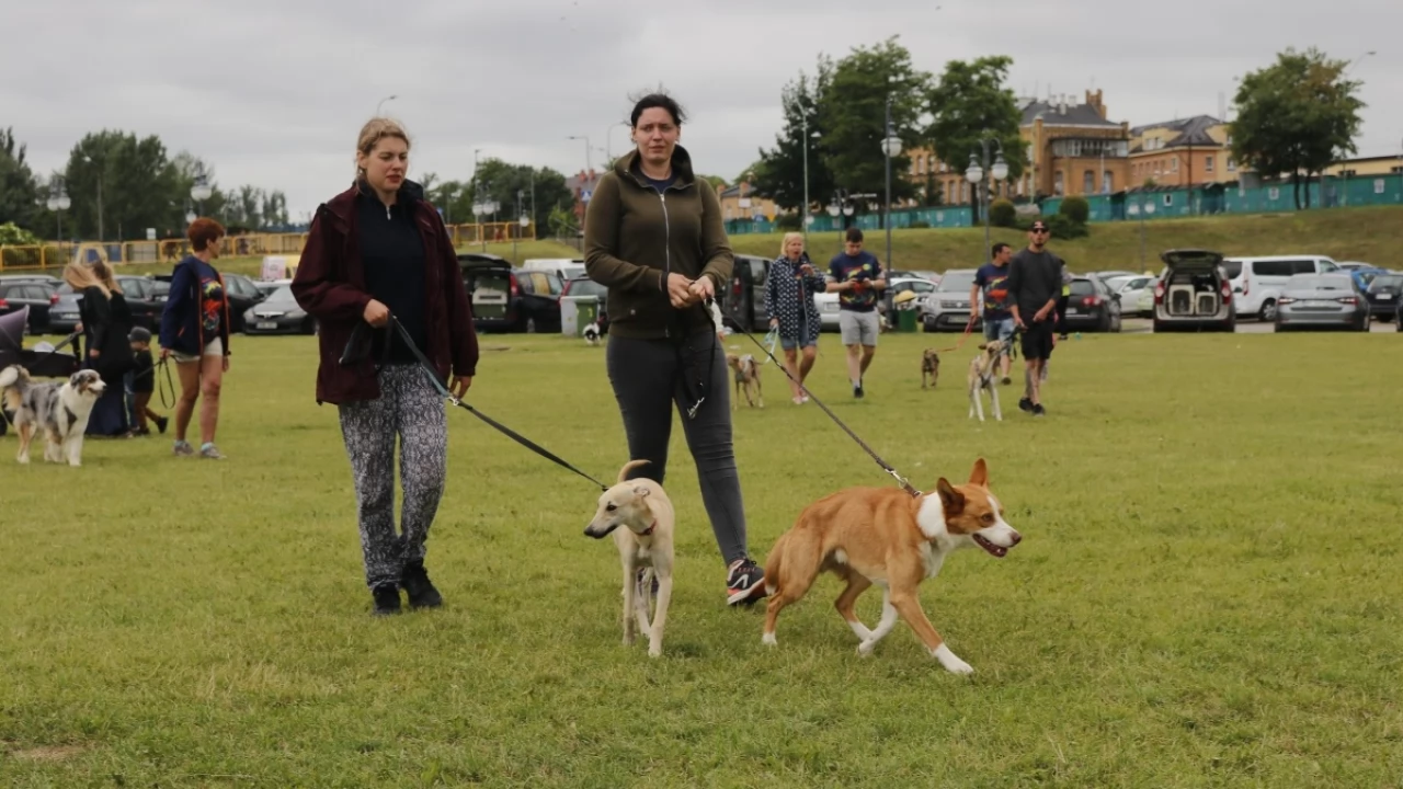 Tczew - Zawody Flyball, czyli wyścig psich sztafet