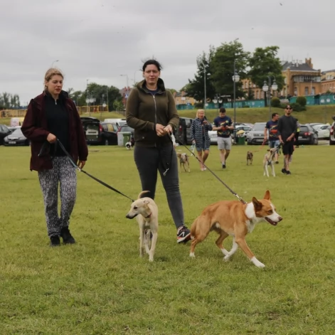 Tczew - Zawody Flyball, czyli wyścig psich sztafet