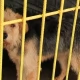 Tczew - "Animalsi" nadal będą prowadzić schronisko. Jakie mają plany?
