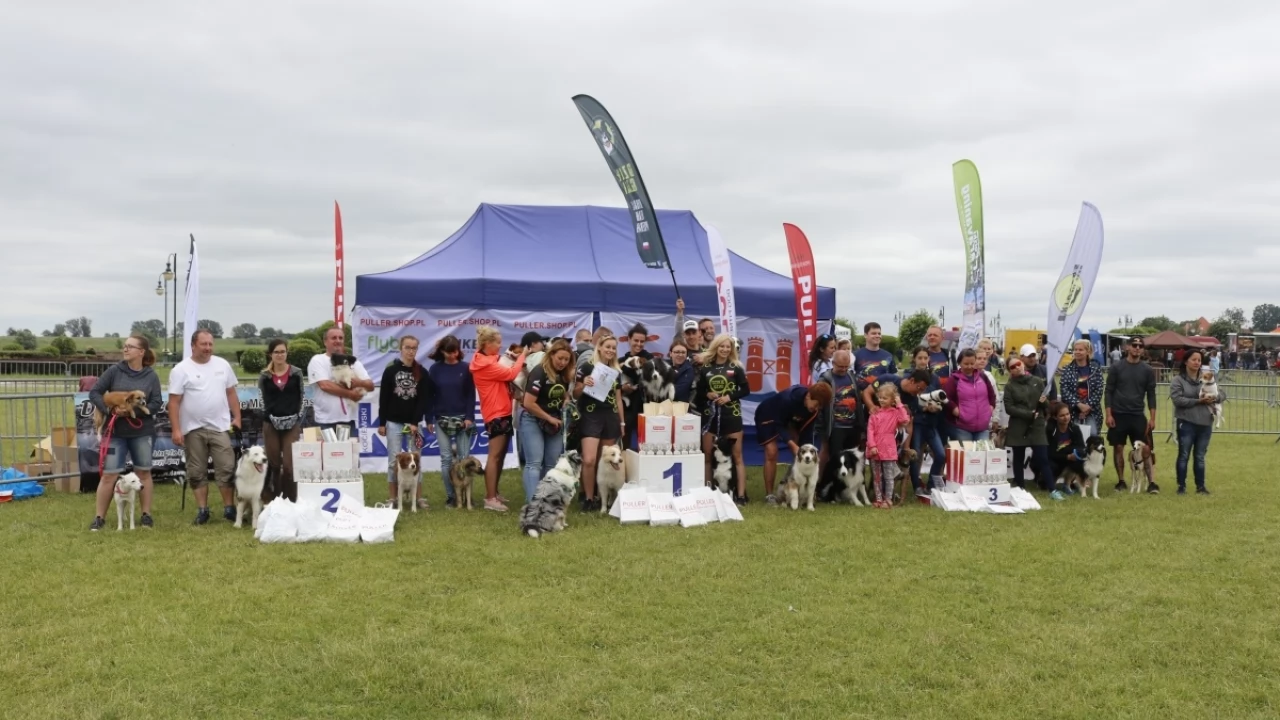 Tczew - Zawody Flyball, czyli wyścig psich sztafet