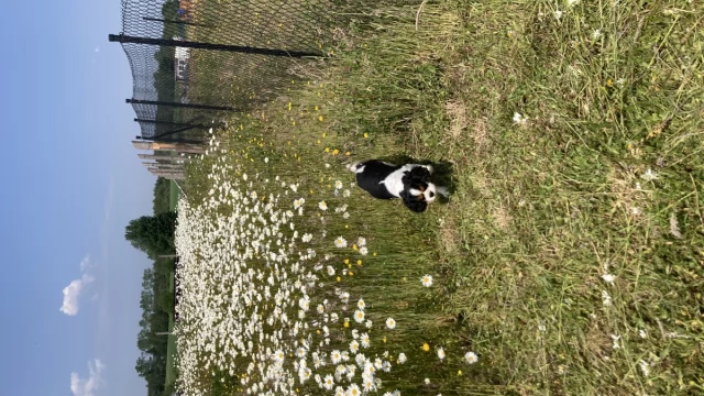 Tczew - Działka Kaszuby Sobącz k. Kościerzyny jezioro