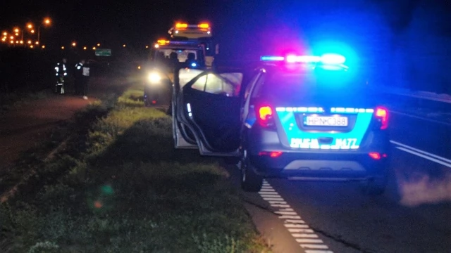 Tczew - Zderzenie audi z łosiem. To już 41 zdarzenie drogowe z udziałem dzikich zwierząt