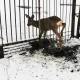 Tczew - Gorzędziej. Nietypowa interwencja strażaków