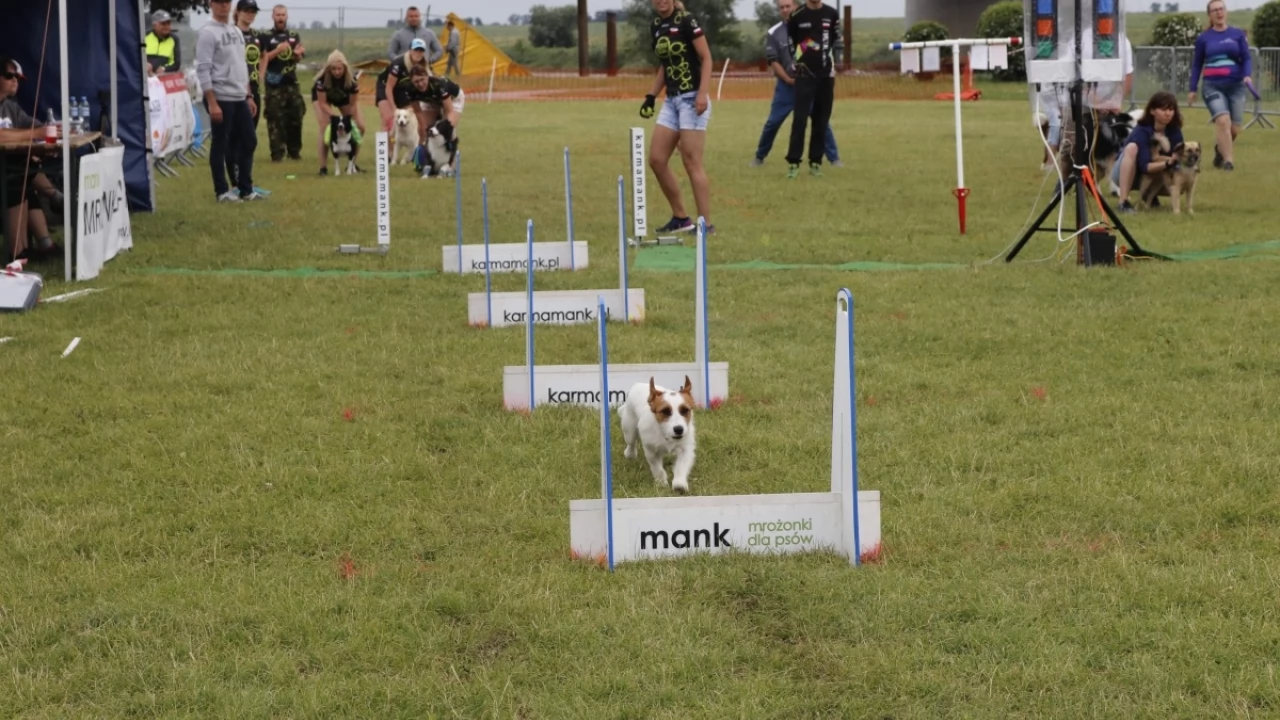 Tczew - Zawody Flyball, czyli wyścig psich sztafet