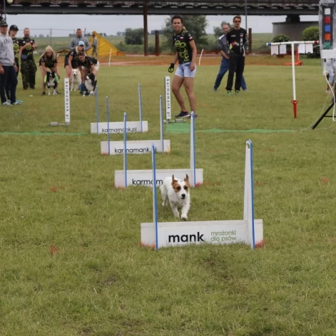Tczew - Zawody Flyball, czyli wyścig psich sztafet