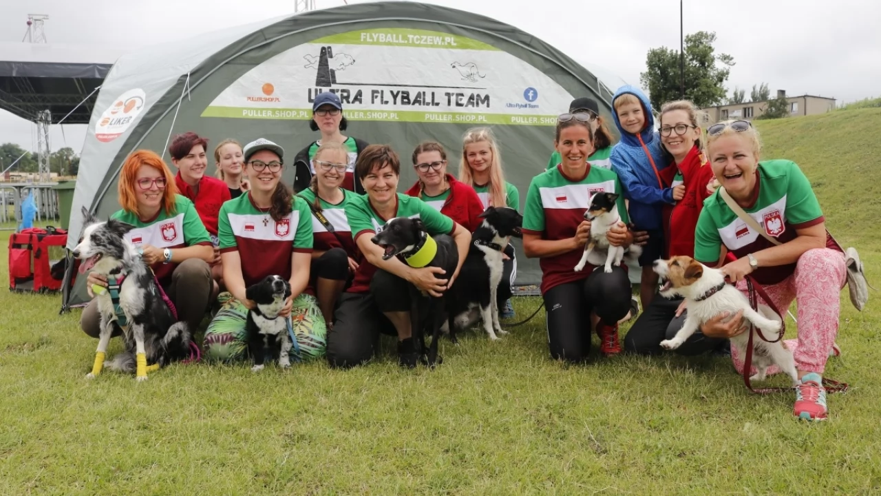 Tczew - Zawody Flyball, czyli wyścig psich sztafet