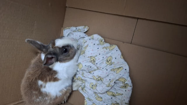 Tczew - Poszukuję właściciela