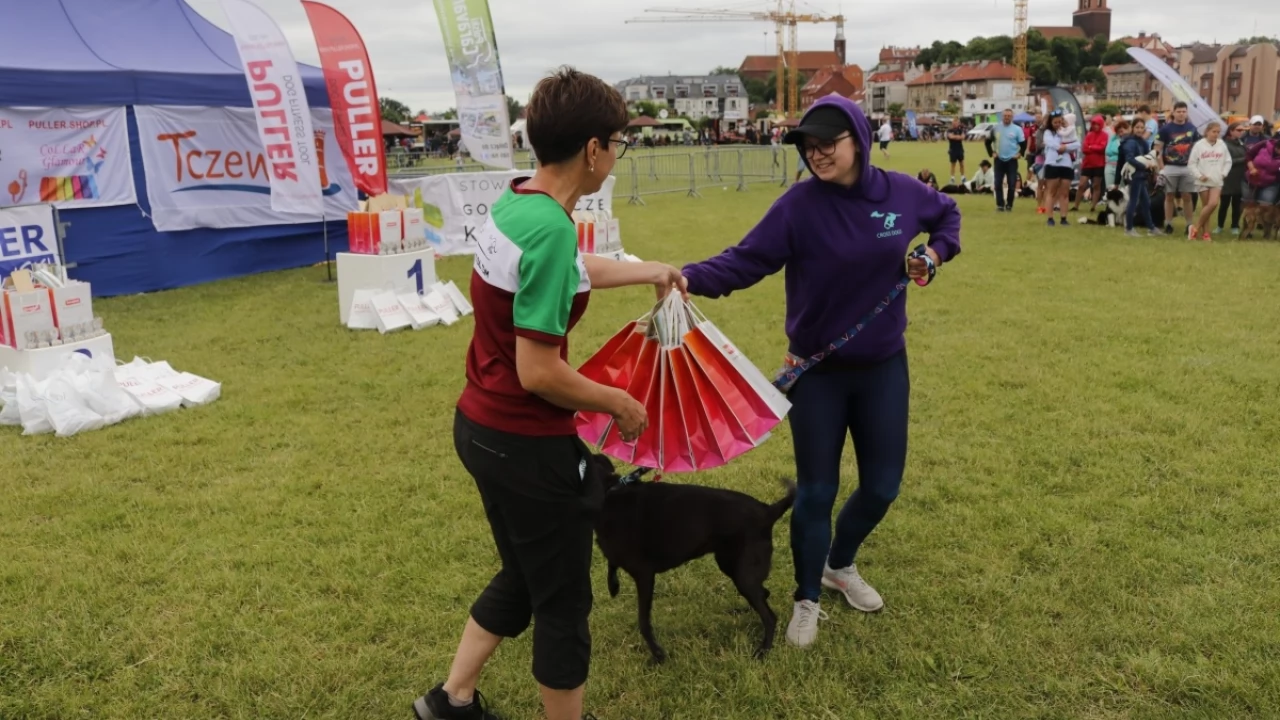 Tczew - Zawody Flyball, czyli wyścig psich sztafet