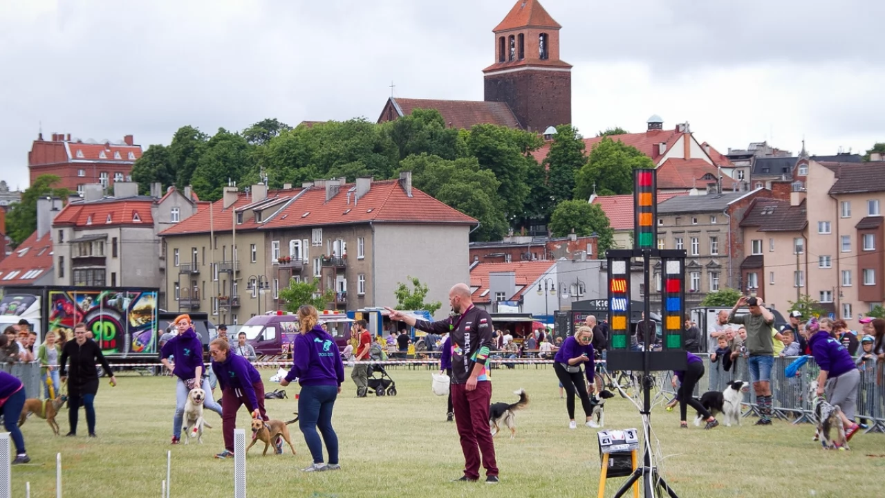Tczew - Flyball - Wyścigi Psich Sztafet nad Wisłą