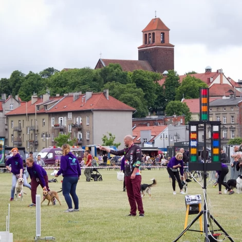 Tczew - Flyball - Wyścigi Psich Sztafet nad Wisłą