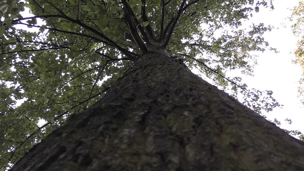 Tczew - Park Miejski jesienią z dnia 7.10.2016