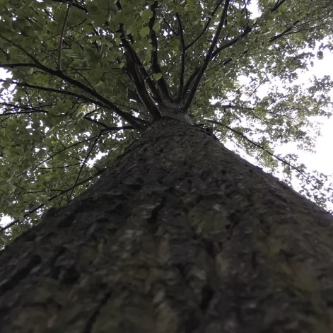 Tczew - Park Miejski jesienią z dnia 7.10.2016