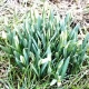 Tczew - Jutro prawdziwie wiosenne temperatury - nawet 17C