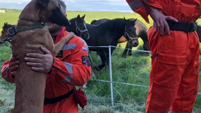 Tczew - Psy ratownicze, drony, kilkudziesięciu mundurowych w akcji. Szukali zaginionego 25-latka