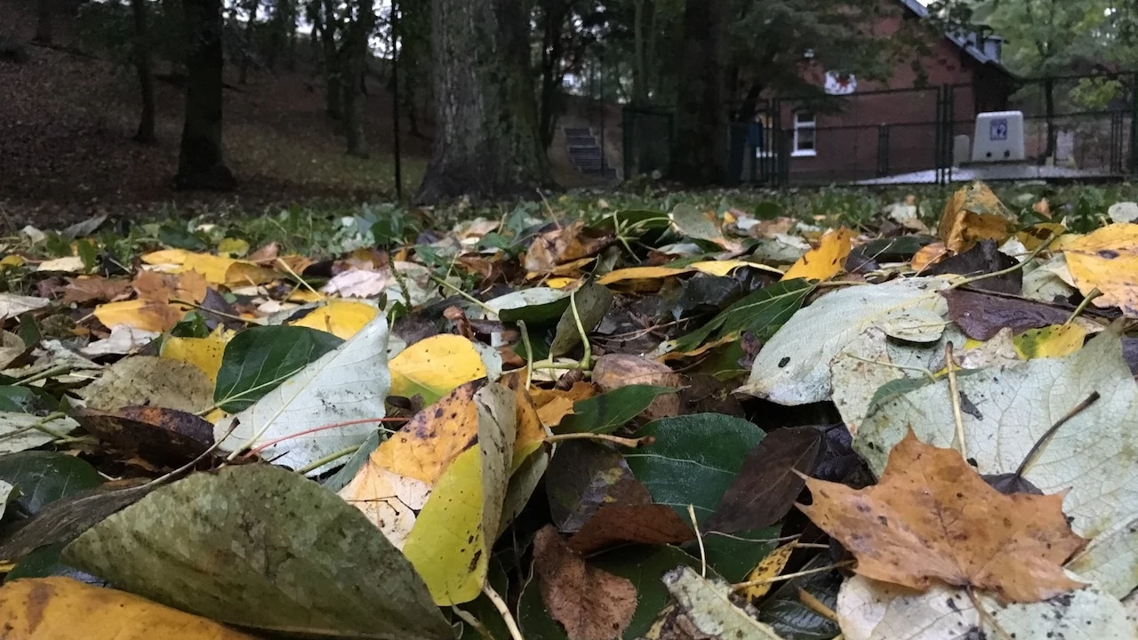 Tczew - Park Miejski jesienią z dnia 7.10.2016