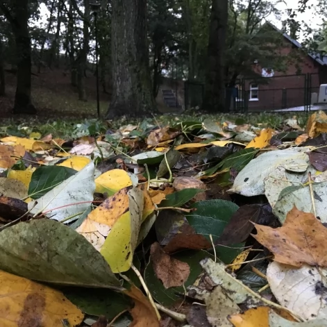 Tczew - Park Miejski jesienią z dnia 7.10.2016