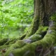 Tczew - W Pelplinie rok 2022 rokiem ekologii