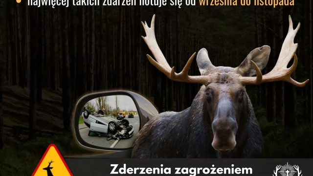 Tczew - Zwolnij, zdążysz. Poradnik jesiennego kierowcy: jak uniknąć kolizji ze zwierzętami?