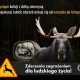 Tczew - Zwolnij, zdążysz. Poradnik jesiennego kierowcy: jak uniknąć kolizji ze zwierzętami?
