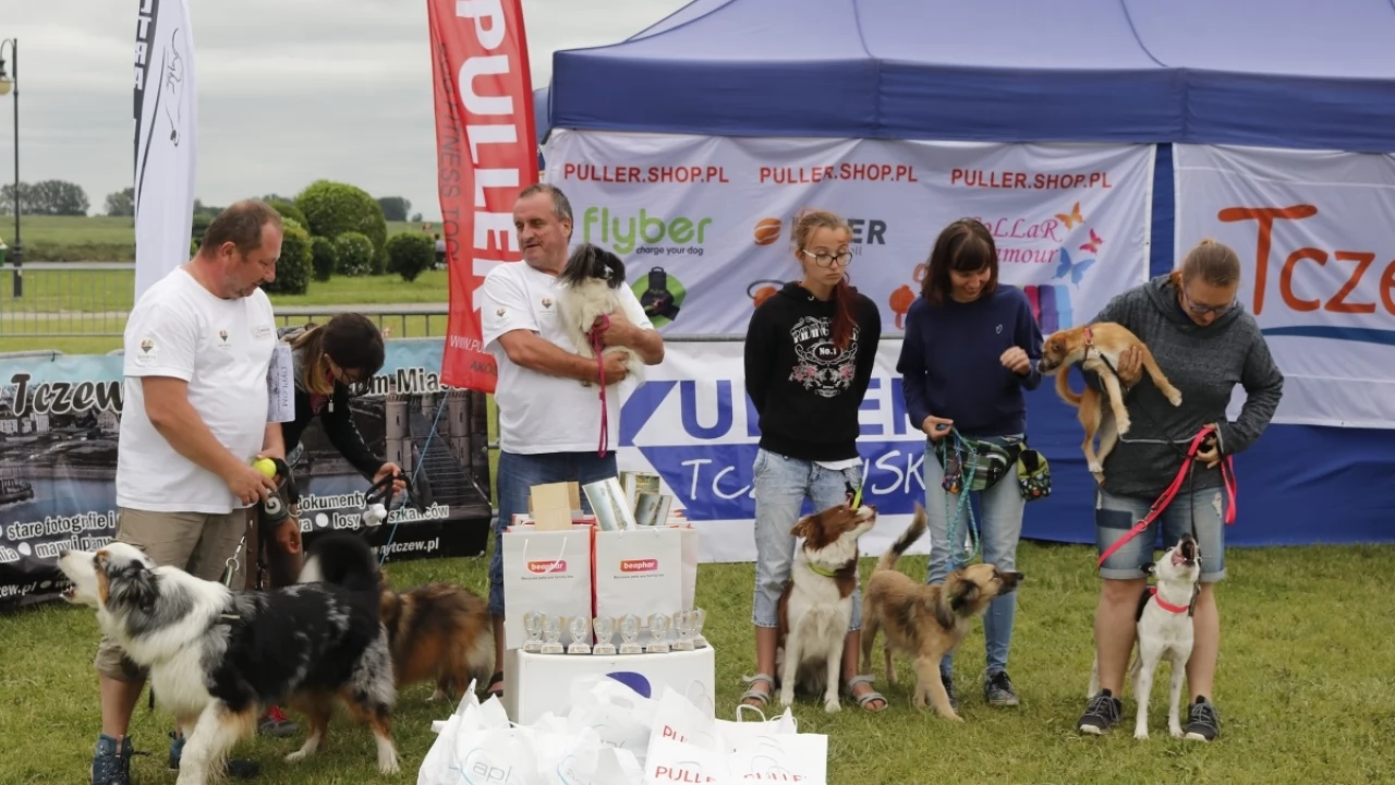 Tczew - Zawody Flyball, czyli wyścig psich sztafet