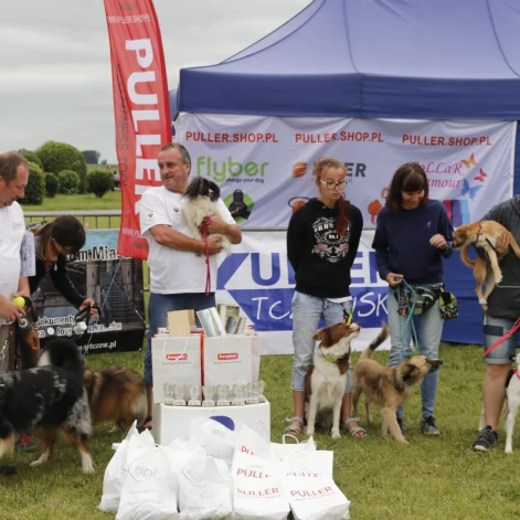 Tczew - Zawody Flyball, czyli wyścig psich sztafet