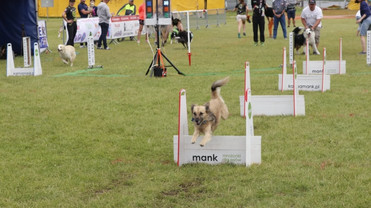 Tczew - Zawody Flyball, czyli wyścig psich sztafet