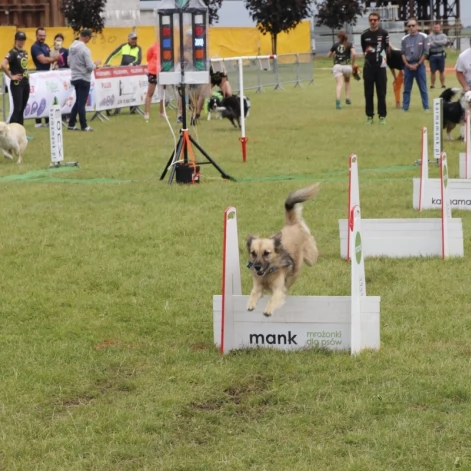 Tczew - Zawody Flyball, czyli wyścig psich sztafet
