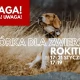 Tczew - Rokitki zbiorą karmę dla schroniska