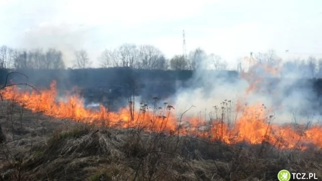 Tczew - Wypalanie traw jest nielegalne. Nigdy tego nie rób