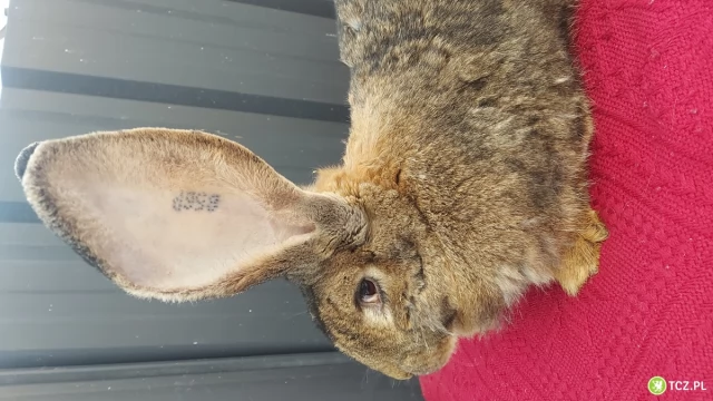 Tczew - Olbrzym Belgijski Szary.