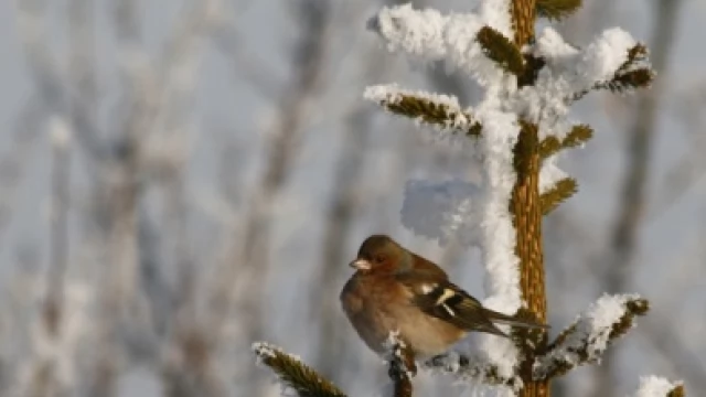 Tczew - Zimowe dokarmianie ptaków