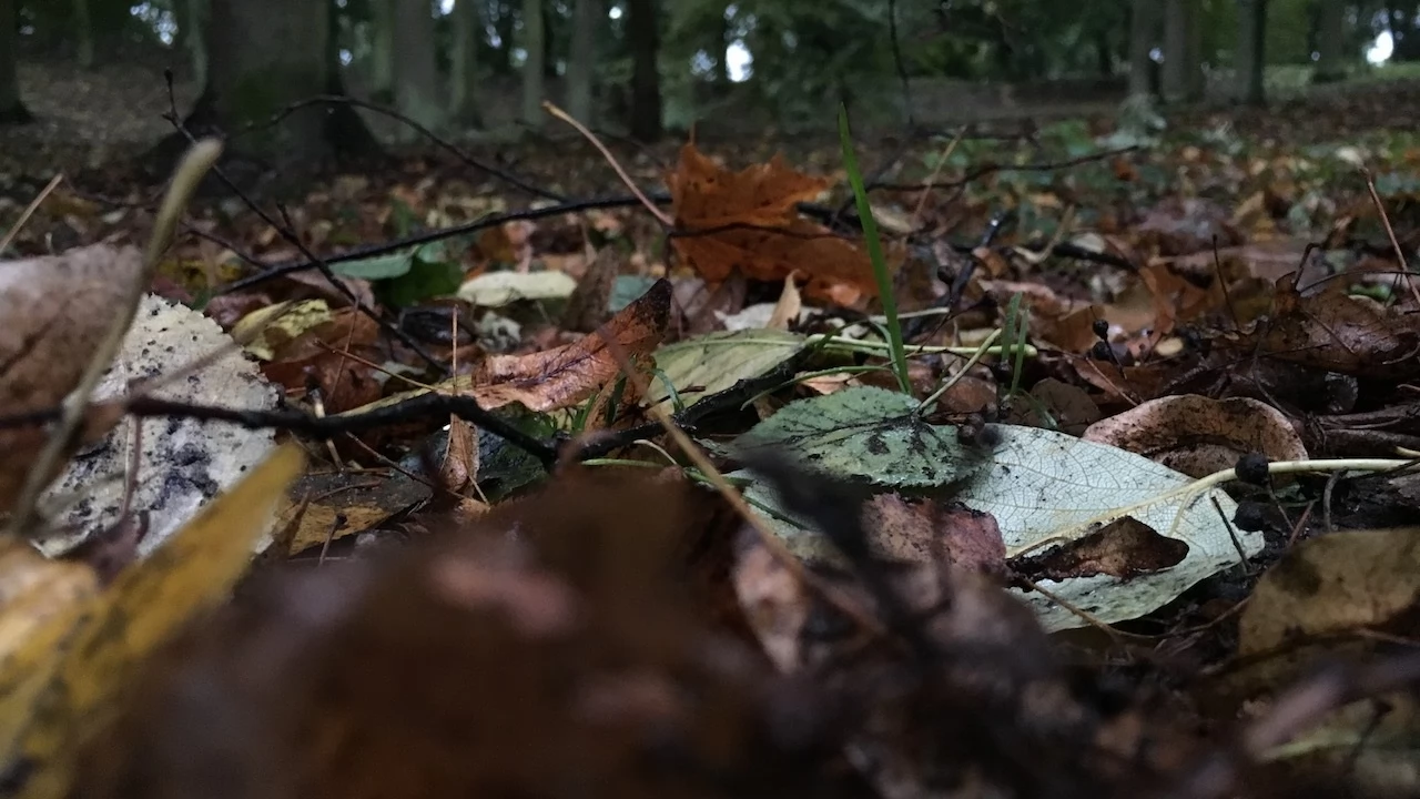 Tczew - Park Miejski jesienią z dnia 7.10.2016