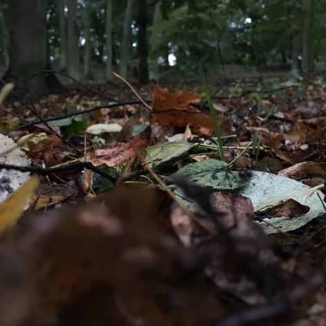 Tczew - Park Miejski jesienią z dnia 7.10.2016