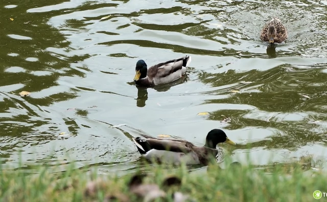 Tczew - Aż 15 firm zainteresowanych przebudową zbiorników retencyjnych na Górkach