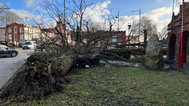 Tczew - Powalone drzewa, wypadek, poderwane pokrycia dachów - trwa usuwanie skutków wichury
