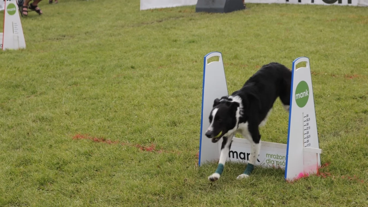 Tczew - Zawody Flyball, czyli wyścig psich sztafet