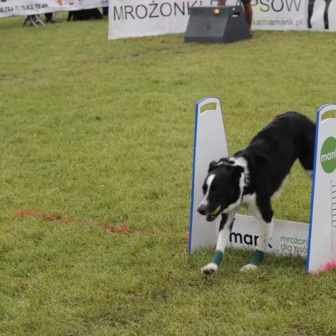 Tczew - Zawody Flyball, czyli wyścig psich sztafet