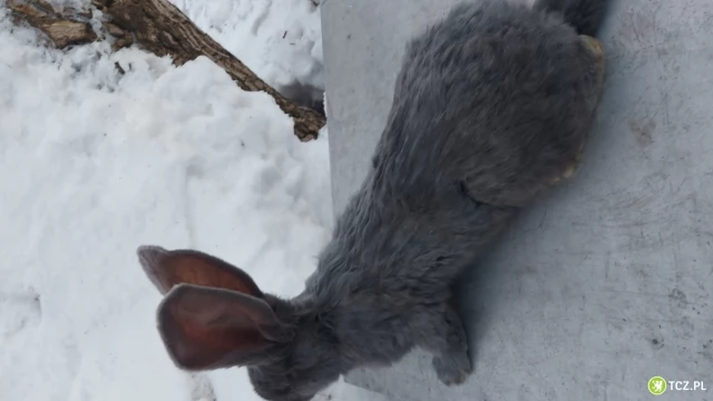 Tczew - Olbrzym Belgijski Niebieski.