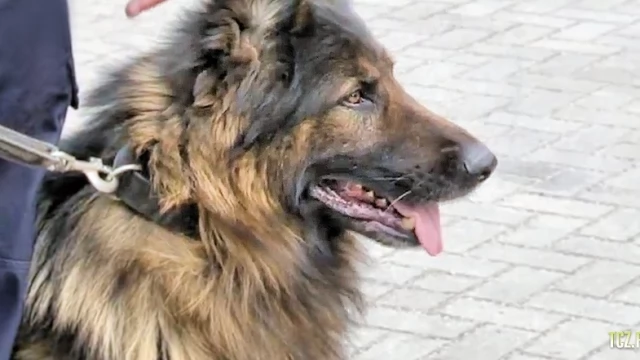 Tczew - Mundurowy i jego pies. Sprawdź, co potrafią policyjne czworonogi
