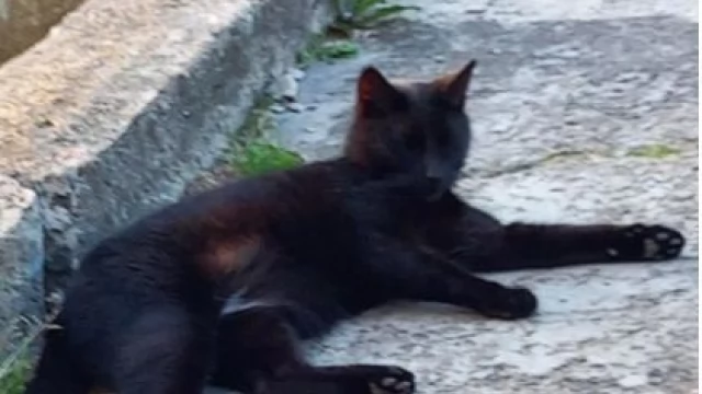 Tczew - Pomóżcie odnaleźć Lucyfera